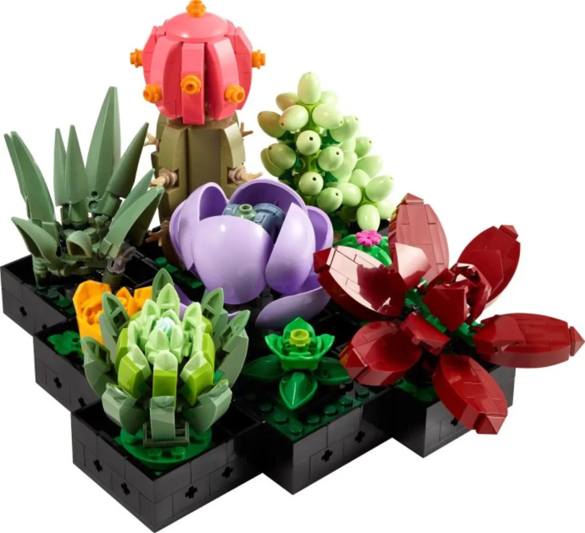Succulents set photo