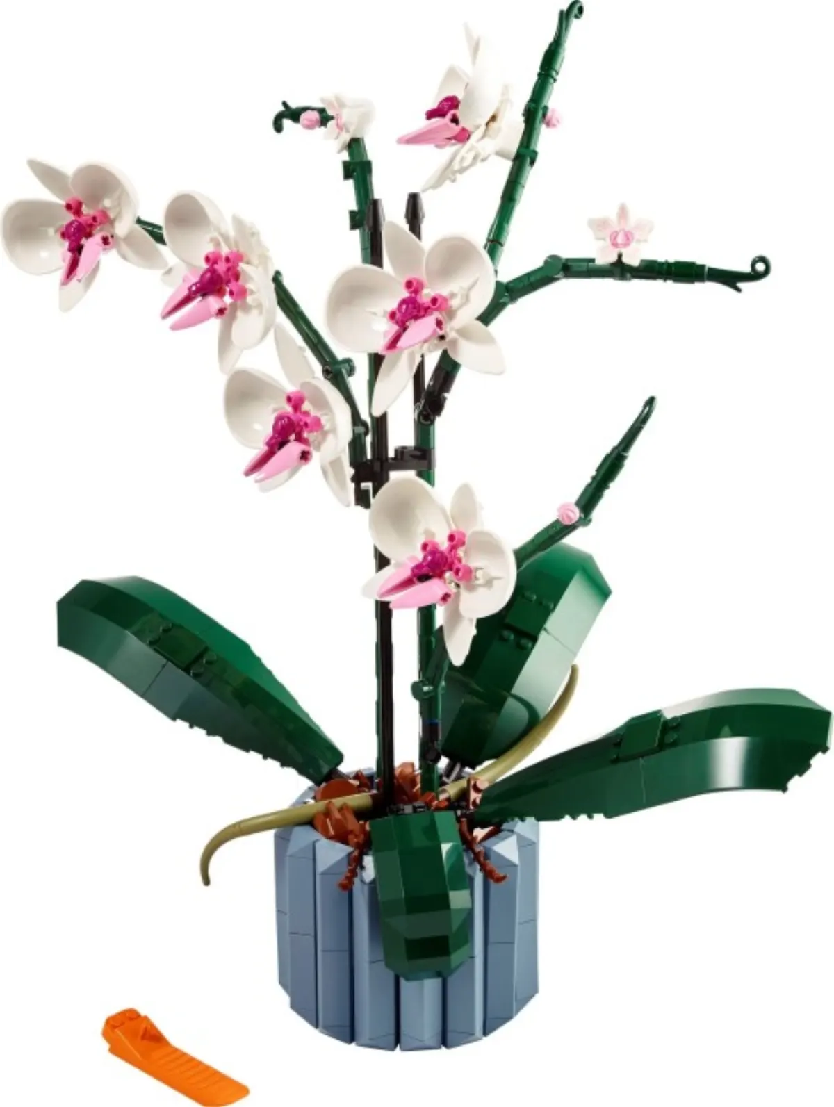 Orchid set photo