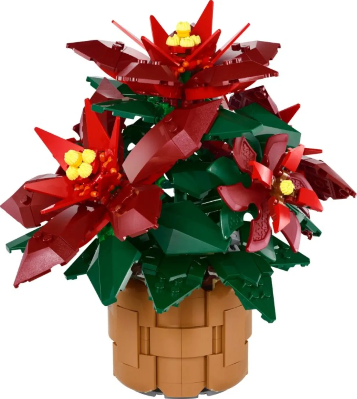 Poinsettia set photo