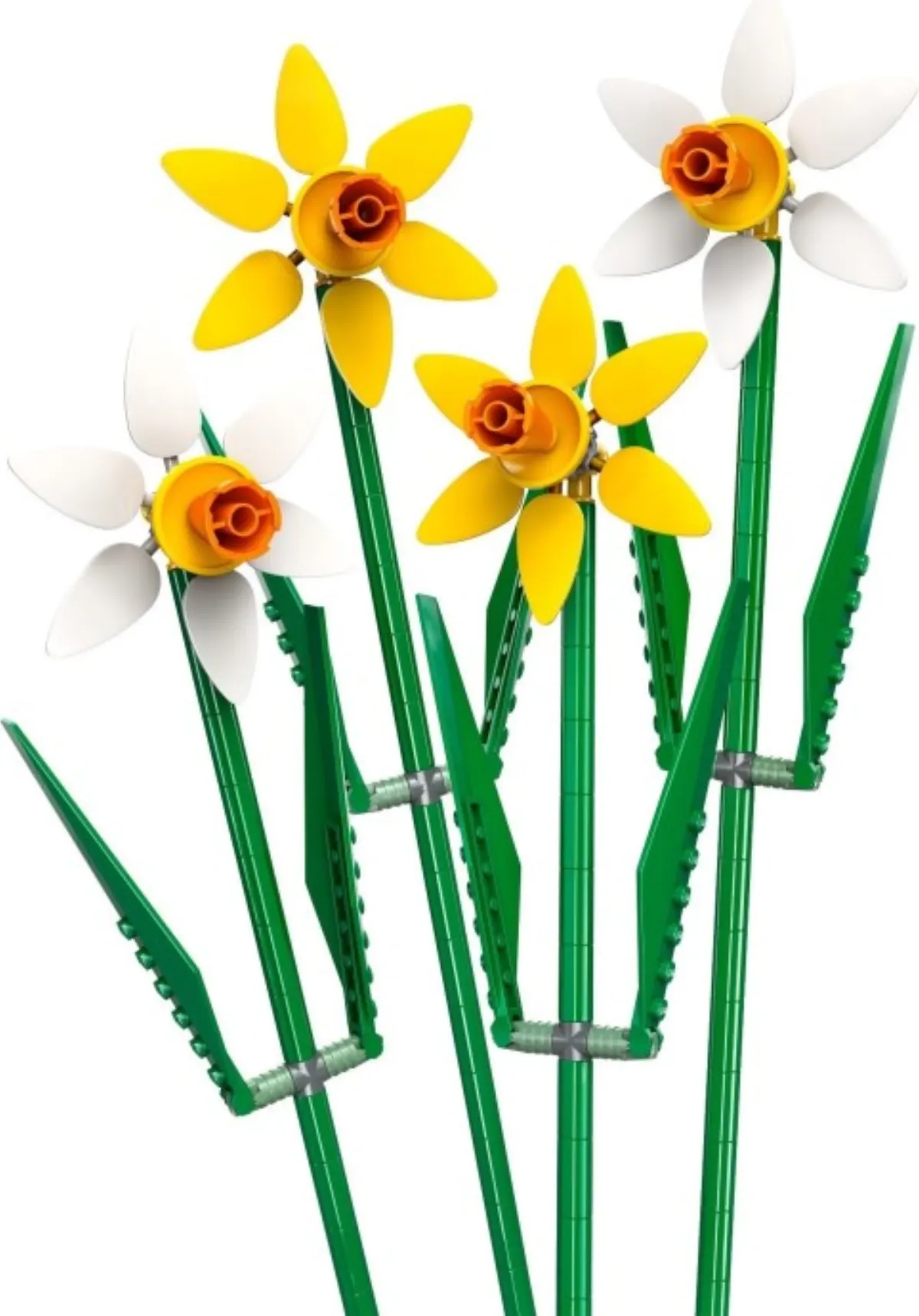 Daffodils set photo